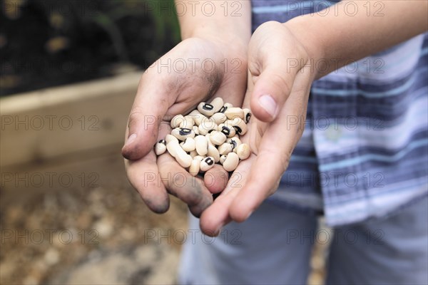 Caucasian boy holding black eyed peas in garden