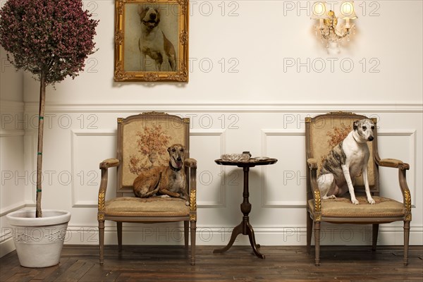 Dogs sitting on elegant chairs