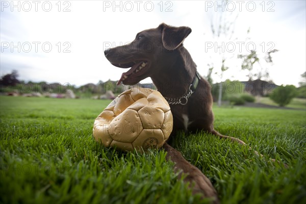 Happy dog sitting in grass with punctured soccer ball