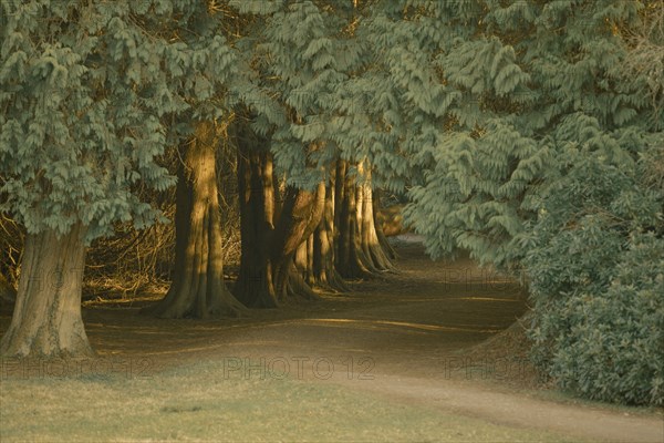 Entrance to mysterious forest area