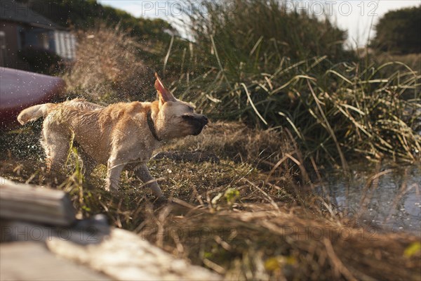 Labrador shaking himself dry