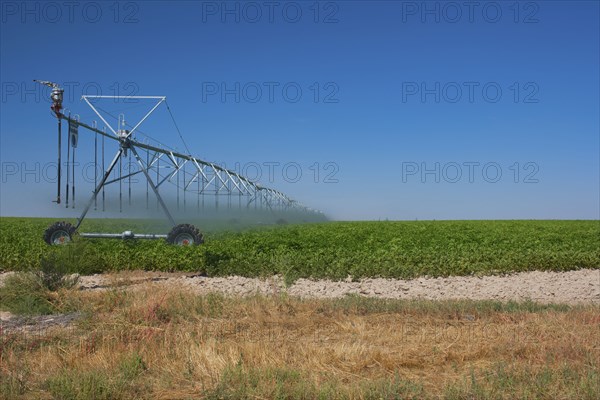 Sprinkler watering crops in field