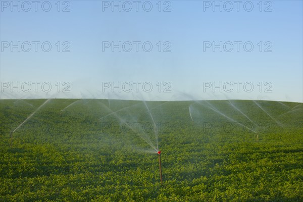 Sprinkler watering crops in field