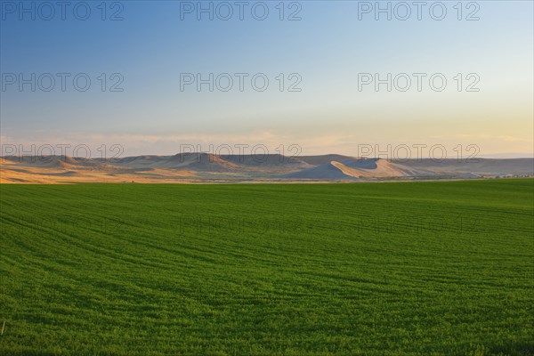 Lush crops growing in field