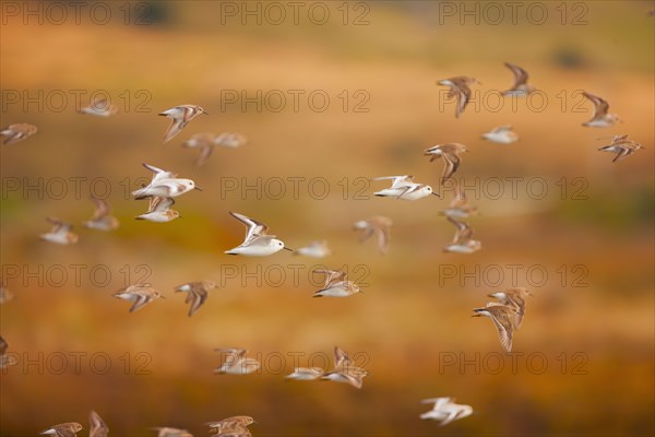 Flock of sanderlings flying through the air