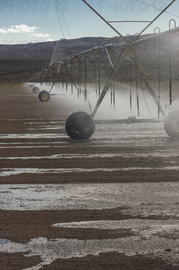 Irrigation sprinklers watering field