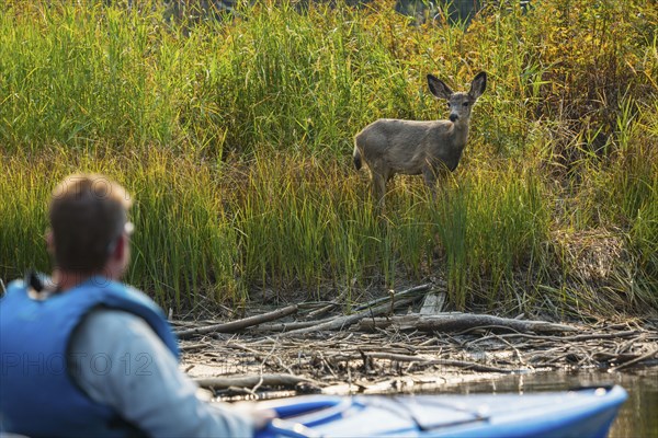 Caucasian man in kayak admiring deer