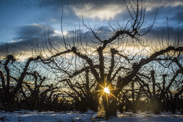 Sun rising over dry forest