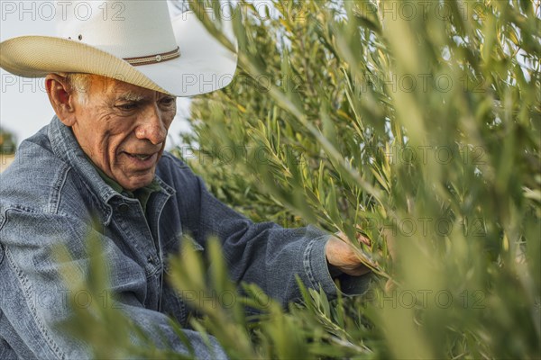 Hispanic farmer working in vineyard