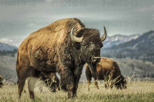 Buffalo grazing in grassy rural field