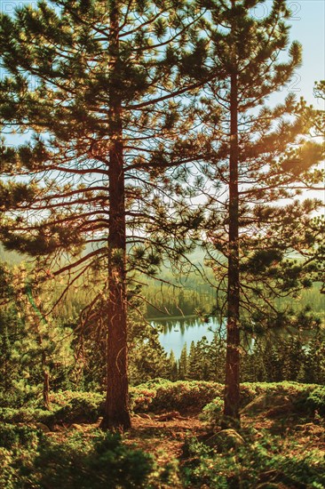 Trees and lake in forest