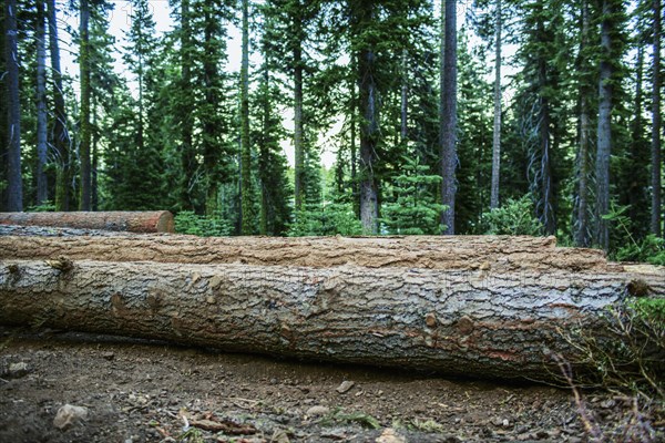 Logs on forest floor