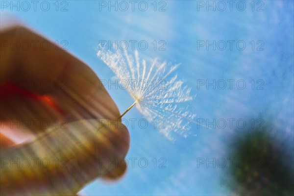 Caucasian man holding dandelion seed