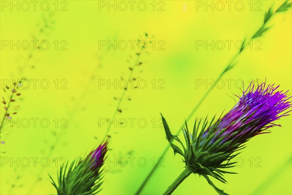 Close up of purple flowers