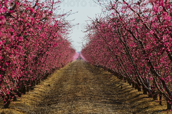 Trees flowering in orchard