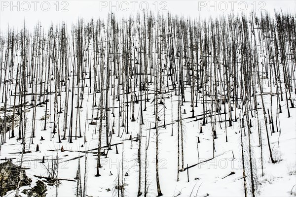 Bare trees in snowy rural landscape