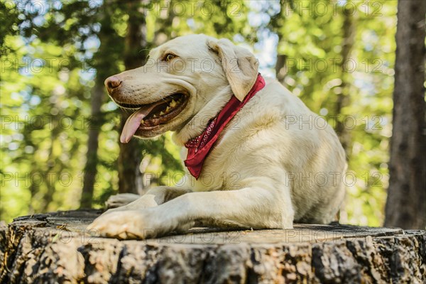 Dog laying on stump in forest