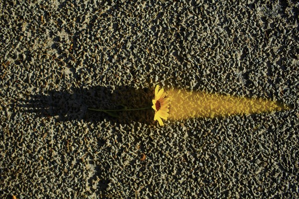 Flower glowing on asphalt