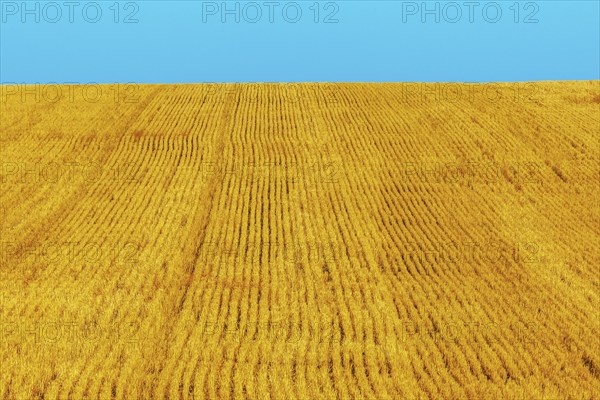 Golden wheat field