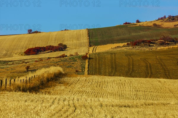 Rural landscape