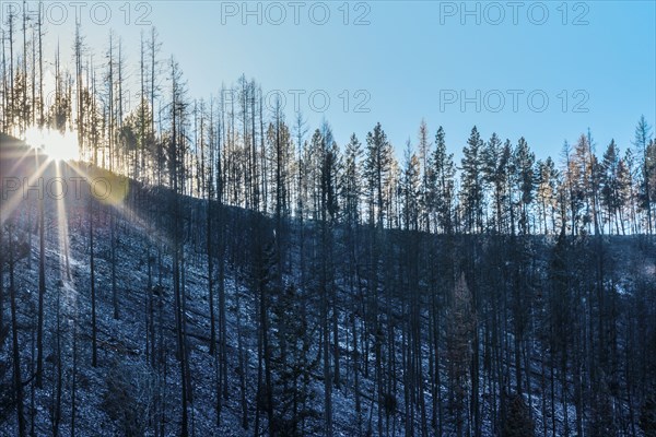 Trees growing in snowy forest