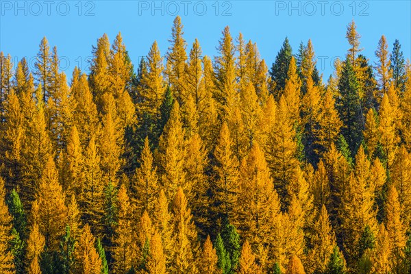 Autumn pine trees