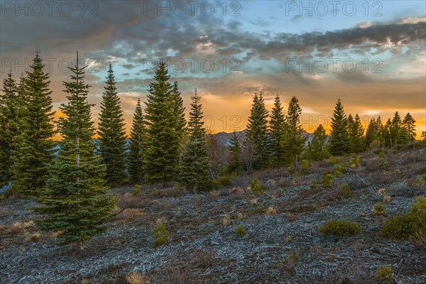 Sunset over trees in remote field