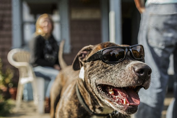 Close up of panting dog wearing sunglasses