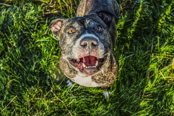 High angle view of dog standing in grass