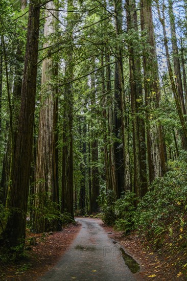 Dirt path through tall trees in forest