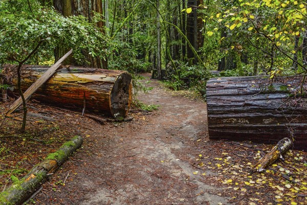 Dirt path cut through fallen tree in forest