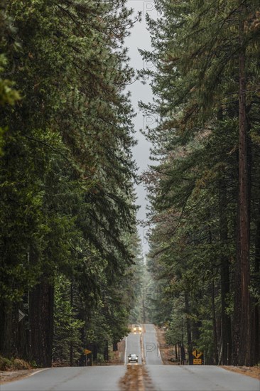 Cars driving on road through forest trees