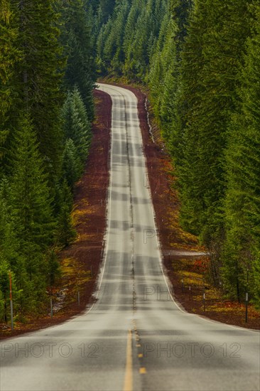 Road on hill through rural forest