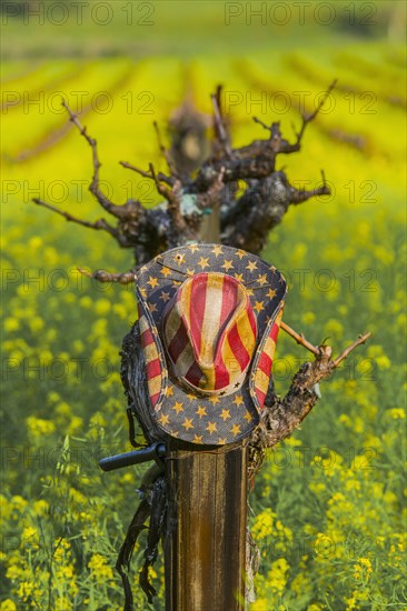 Close up of cowboy hat on rural vineyard vines