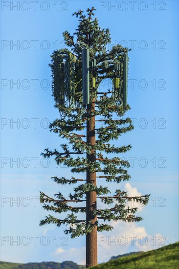 Cell tower disguised as tree under blue sky