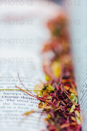 Close up of leaf debris on open book pages