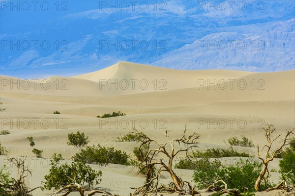 Grass brush growing in desert sand dunes