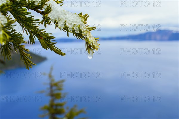Close up of melting snow on tree branch over Crater Lake