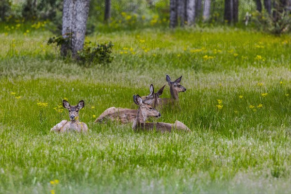 Deer laying in tall grass in rural field