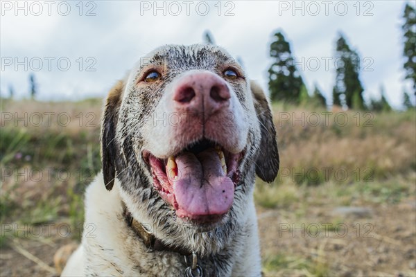 Close up of panting dog sitting in field