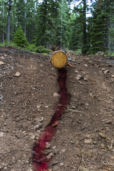 Cut tree log bleeding in forest