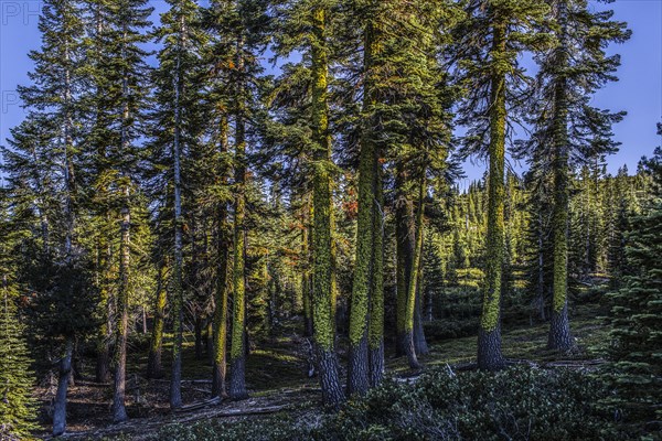 Trees with moss in remote forest