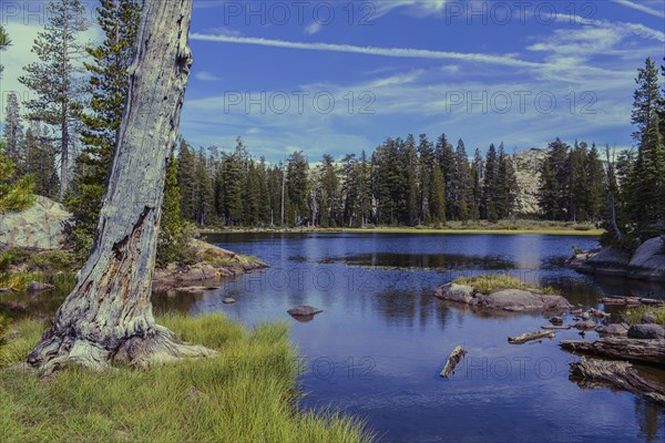 Forest over remote lake