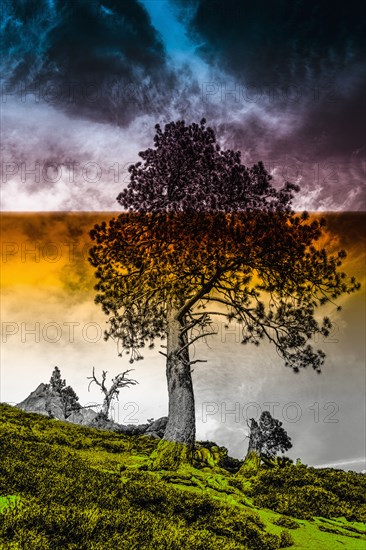 Tree growing on remote hillside