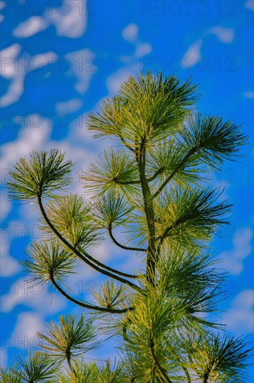 Low angle view of tree under blue sky