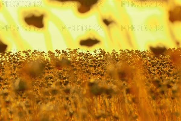 Sunflowers growing in rural field