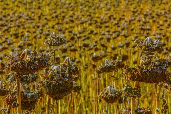 Sunflowers wilting in rural field