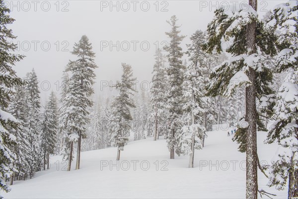 Trees growing on snowy remote hillside