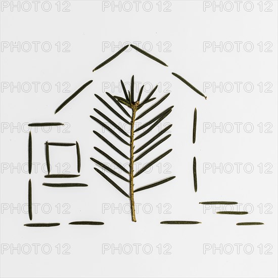 Pine needle and leaf in house shape