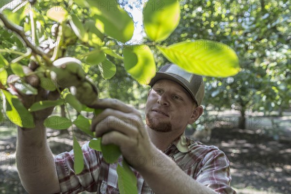 Caucasian man checking nut on tree branch